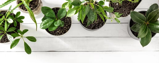 koffieplantbannerdesktopfinale