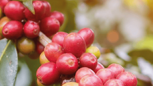 hero banner alles over koffiebonen mobile