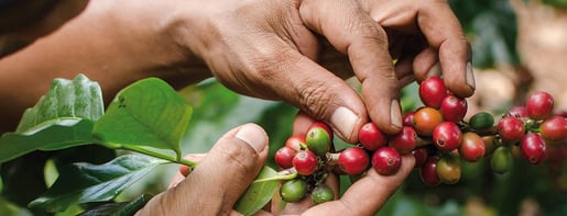 hero smaak 1263x484px