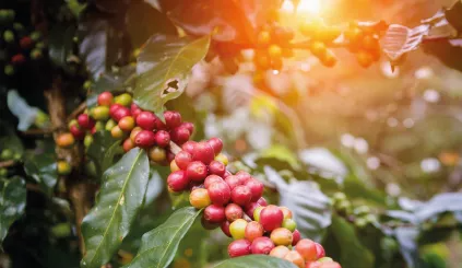 allesoverkoffie 01